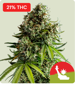 NYC Sour Diesel Tyson-1